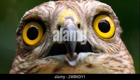 Europäischer Sparrowhawk, accipiter nisus, Porträt eines Erwachsenen, Normandie Stockfoto