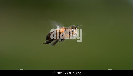 Europäische Honigbiene, apis mellifera, Schwarze Biene im Flug, Normandie Stockfoto