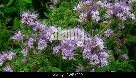 Lacy Phacelia, phacelia tanacetifolia in Bloom in a Field, Gründünger, Normandie in Frankreich Stockfoto