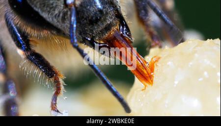 Europäische Honigbiene, apis mellifera, Schwarze Biene lecken Honig, Nahaufnahme des Mundes, Hive in der Normandie Stockfoto