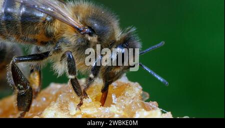 Europäische Honigbiene, apis mellifera, Schwarze Biene lecken Honig, Hive in der Normandie Stockfoto