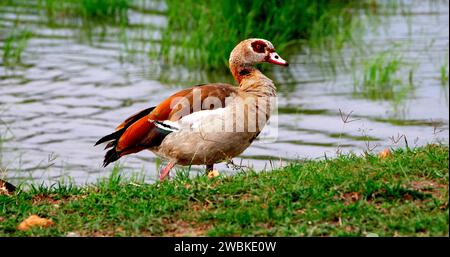 Ägyptische Gänse, alopochen aegyptiacus, Erwachsener steht in der Nähe von Wasser, Masai Mara Park in Kenia Stockfoto