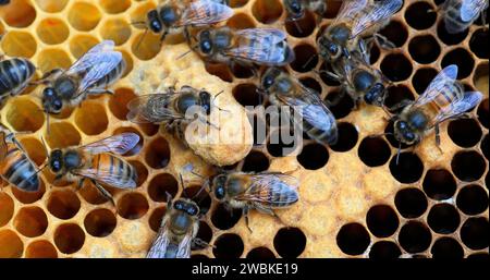 Europäische Honigbienen, apis mellifera, Schwarze Bienen arbeiten an Brut Frame, Queen Cell, Bienenstock in der Normandie Stockfoto