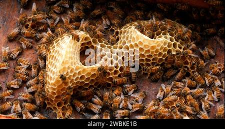 Europäische Honigbienen, apis mellifera, Schwarze Bienen arbeiten an Brut Frame, Queen Cell, Bienenstock in der Normandie Stockfoto