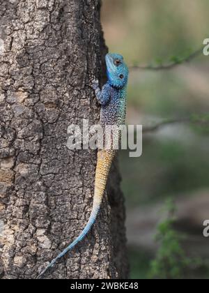 Blauköpfige südliche Baumagama (Acanthocercus atricollis) im Kruger-Nationalpark, Mpumalanga, Südafrika Stockfoto