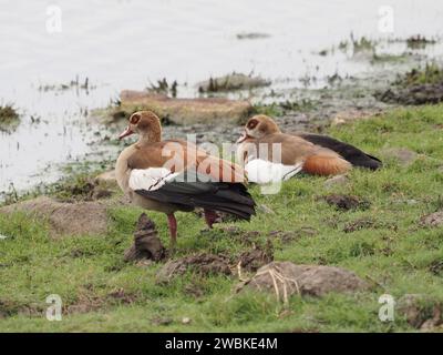 Ägyptische Gänse (alopochen aegyptiaca) im Kruger-Nationalpark, Mpumalanga, Südafrika Stockfoto