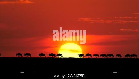 Blaues gnus, Connochaetes taurinus bei Sonnenuntergang, Masai Mara Park in Kenia Stockfoto