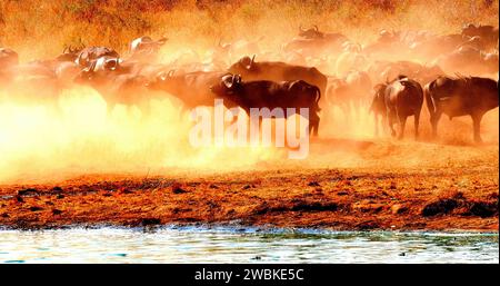 African Buffalo, Syncerus Caffer, Herdentrinker am Water Hole, Tsavo Park in Kenia Stockfoto