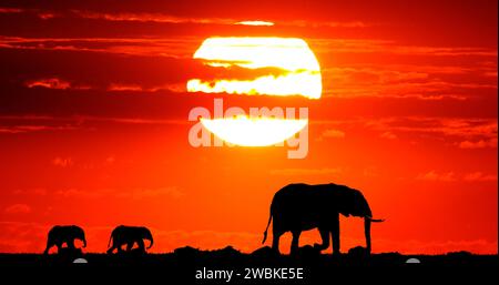 Afrikanische Elefanten, loxodonta africana at Sunset, Masai Mara Park in Kenia Stockfoto