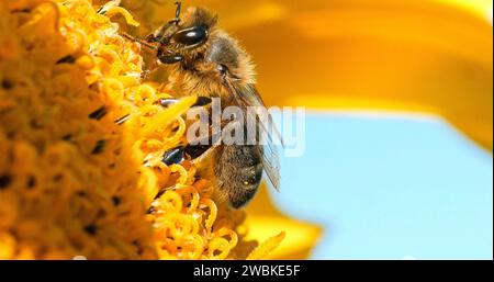 Honigbiene, apis mellifera, Erwachsener auf Sonnenblumen, Pollinisation Act, Bienenstock in der Normandie, Frankreich Stockfoto