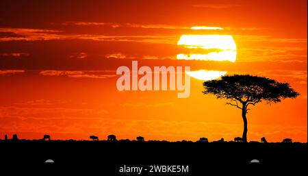 Blaues gnus, Connochaetes taurinus bei Sonnenuntergang, Masai Mara Park in Kenia Stockfoto