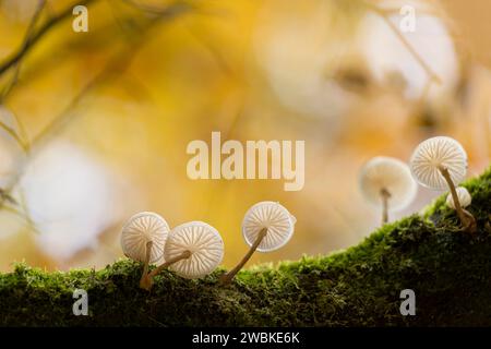 Buchenschleimschimmel (Mucidula mucida) auf einem moosbedeckten Zweig, Herbststimmung, Deutschland Stockfoto