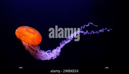 Schwarze Quallen oder Schwarzmeerkessel, Pazifik, Chrysaora achlyos, Meerwasser Aquarium in Frankreich Stockfoto