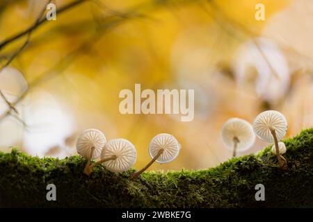 Buchenschleimschimmel (Mucidula mucida) auf einem moosbedeckten Zweig, Herbststimmung, Deutschland Stockfoto