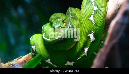 Emerald Tree Boa, Corallus caninus, Erwachsener um einen Zweig gewickelt Stockfoto