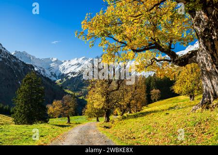 Herbst im Hintersteiner Tal, Gelb leuchtende Ahorne vor schneebedeckten Bergen unter blauem Himmel, Allgäuer Alpen, Bayern, Deutschland, Europa Stockfoto