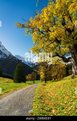 Herbst im Hintersteiner Tal, Gelb leuchtende Ahorne vor schneebedeckten Bergen unter blauem Himmel, Allgäuer Alpen, Bayern, Deutschland, Europa Stockfoto