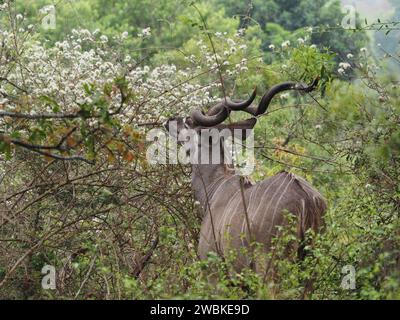 Männlicher Großkudu (Tragelaphus strepciceros) isst Blätter im Busch im Kruger-Nationalpark, Mpumalanga, Südafrika Stockfoto