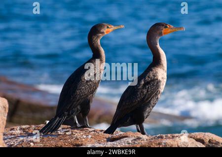 Kormorane vom Ocean Path, Acadia National Park, Maine Stockfoto