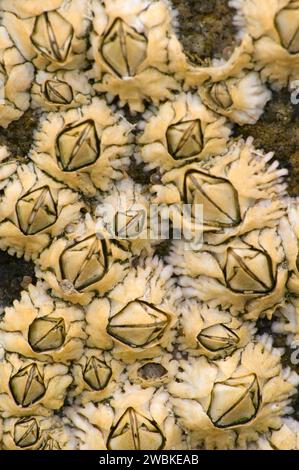 Hübsche Marsh Seepocken, Acadia National Park, Maine Stockfoto