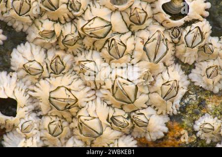 Hübsche Marsh Seepocken, Acadia National Park, Maine Stockfoto