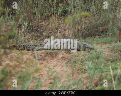 Großes nil-Krokodil (crocodylus niloticus) an Land in der Nähe des Sanie-Flusses im Kruger-Nationalpark, Mpumalanga, Südafrika. Stockfoto