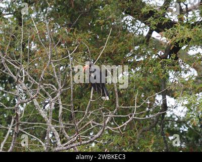 Gekrönter Nashornvogel (tockus alboterminatus) in einem Baum im Kruger-Nationalpark, Mpumalanga, Südafrika. Stockfoto