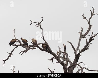 Weißgeier (gyps africanus) sitzen gerne hoch in toten Bäumen, weil sie auf diese Weise mehr sehen können. Kruger-Nationalpark, in der Nähe von Skukuza, Mpumalan Stockfoto