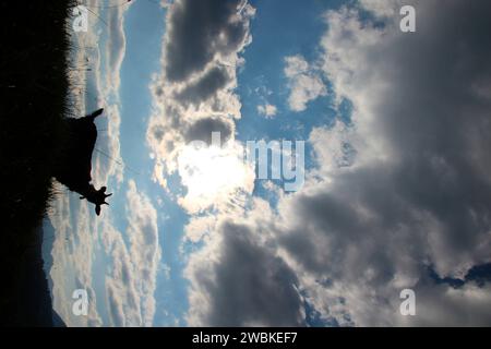 Ziege im Hinterlicht auf Bergwiese bei Mittenwald, hintergrundbeleuchtetes Foto, Deutschland, Bayern, Oberbayern, Mittenwald Stockfoto