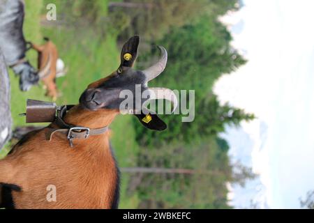 Ziegen auf Bergwiese bei Mittenwald, bunte deutsche Ziege im Vordergrund, Ziegenherde, Weide, Waldrand, Deutschland, Bayern, Oberbayern, Mittenwald Stockfoto