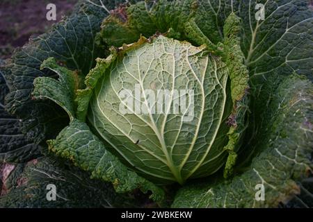 Wirsing Stockfoto