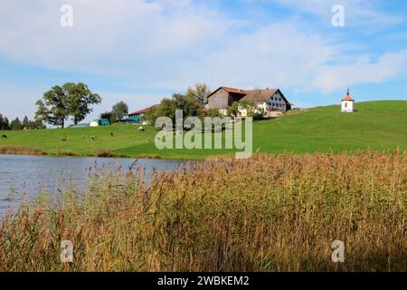 Kapelle am See und Bauernhof am Hergatsrieder See, bei Forgensee, gemeines Schilf (Phragmites australis), Hergatsried, Halblech, Allgäuer Alpen, Bayern Stockfoto