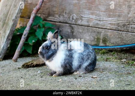 Weißes und graues Kaninchen auf der Tiefenbachalm im Bächental, Tirol, Österreich Stockfoto