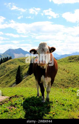 Freilaufende, glückliche Rinder auf einer Wiese nahe der Lochalm mit Blick auf das Bächental, das Karwendelgebirge im Hintergrund, Gemeinde von Stockfoto