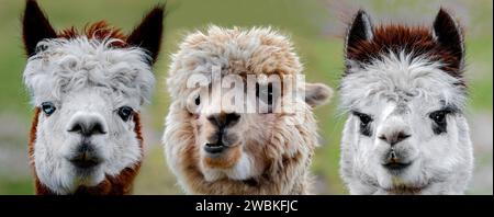 Drei lustige Alpakas, die ganz nah in die Kamera schauen. Selektiver Fokus im Hochformat Stockfoto