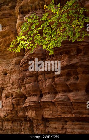 Altschlossfelsen, Rotsandsteinformation bei Eppenbrunn, Naturpark Pfälzerwald, Biosphärenreservat Pfälzerwald-Nordvogesen, Deutschland, Rheinland-Pfalz Stockfoto