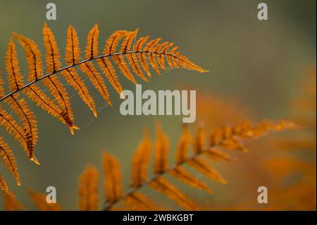 Herbstfarbene Flugblätter des Farns, Deutschland Stockfoto