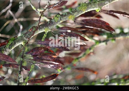 Früchte des gewöhnlichen Judas-Baumes (Cercis siliquastrum) im Winter, Cauliflory Stockfoto