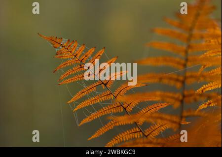 Herbstfarbene Faltblätter des Farns, Spinnweben mit Tautropfen, Deutschland Stockfoto