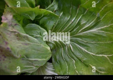 Grün Radieschen Stockfoto