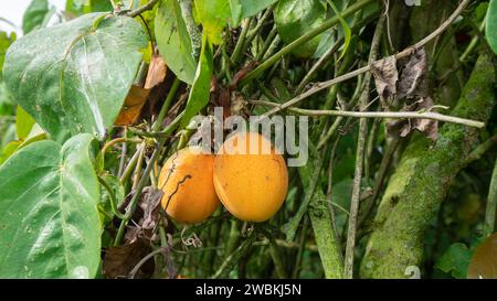 Nahaufnahme von zwei Reifen Passionsfrüchten, die von der Pflanze hängen, umgeben von grünen Blättern Stockfoto