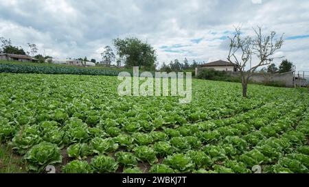 Blick auf ein Feld mit Salatpflanzen mit kleinen Häusern und Bäumen im Hintergrund und bewölkten Himmel mit Tageslicht Stockfoto