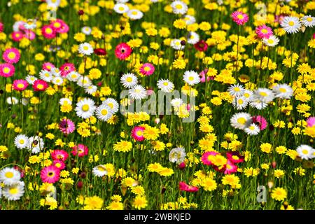 Die Natur zeigt ihre künstlerischen Talente mit dieser Ausstellung mit leuchtenden Farben von strohblumen. Es bietet herrliche Aussichten in jedem Raum. Stockfoto