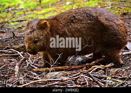 Ein Wombat, der in der Wildnis gesehen wurde, hat den Tag wirklich toll gemacht. Stockfoto