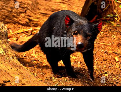 Der wilde Geist Tasmaniens ist ein faszinierender Moment mit dem schwer fassbaren und vom Aussterben bedrohten tasmanischen Teufel Stockfoto