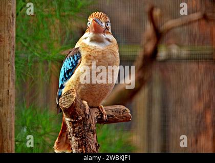 Geflügelte Eleganz: Ein blaugeflügelter Kookaburra ziert die Baumkronen mit seiner markanten Präsenz. Stockfoto