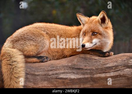 Ein Rotfuchs in Gefangenschaft im Caversham Wildlife Park, Perth. Es wird in vielen Ländern als Schädling angesehen, aber es ist klar, dass es nicht so sein soll. Stockfoto