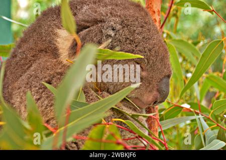 Träumen unter dem Eukalyptus: Ein friedlich schlafender Koala. Stockfoto