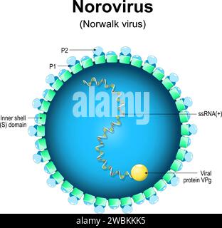 Norovirus-Struktur. Nahaufnahme einer Virion-Anatomie. Magenwanze. Vergrösserung des Norwalk-Virus, das Gastroenteritis und Winterbrecherkrankheit verursachte. Stock Vektor