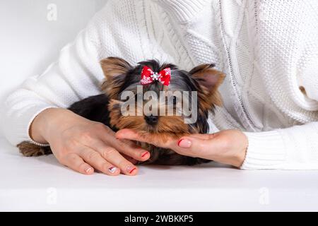 Yorkshire Terrier, York, Welpe liegt in den Händen des Besitzers und schaut auf die Kamera auf weißem Hintergrund. Konzept des Vertrauens eines Hundes zu einer Person Stockfoto